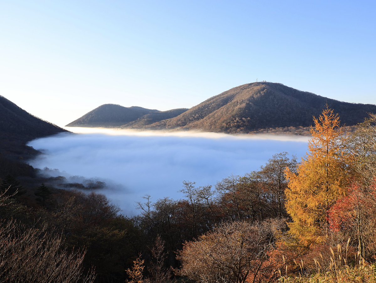 おはようございます 五輪峠から、雲海と黄葉のもみの木の景色を撮りたくて１年待ちました11/3。2枚目は去年11/7撮影