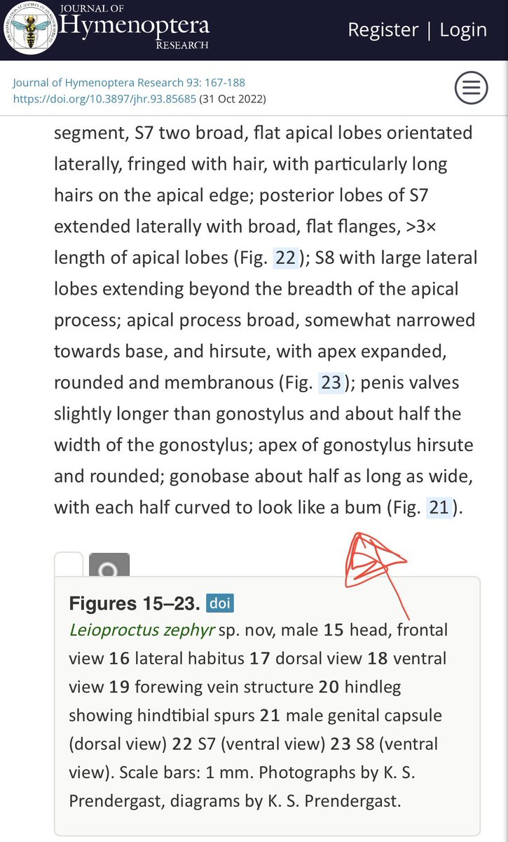 BeeBabette's tweet photo. Me, a #professional describing a #newspecies

Also me: bum 

#itsfunnycositstrue #science #thisismyscience #academicchatter https://t.co/az76VrGdRX