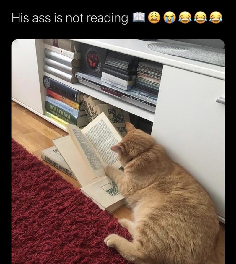 catIrry's tweet photo. https://t.co/WFIDlSwZ7l