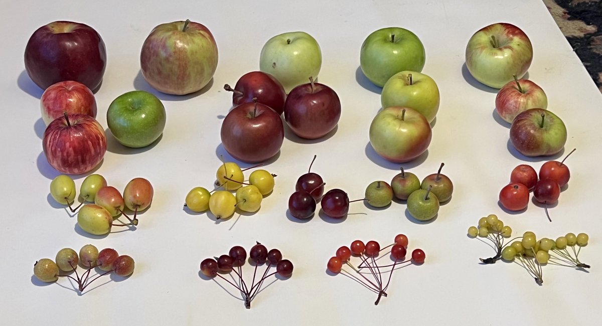 Diversity of domesticated #Apples and their wild relatives! ~10 species are shown in a different arrangement

#GeneticDiversity #CropWildRelatives
