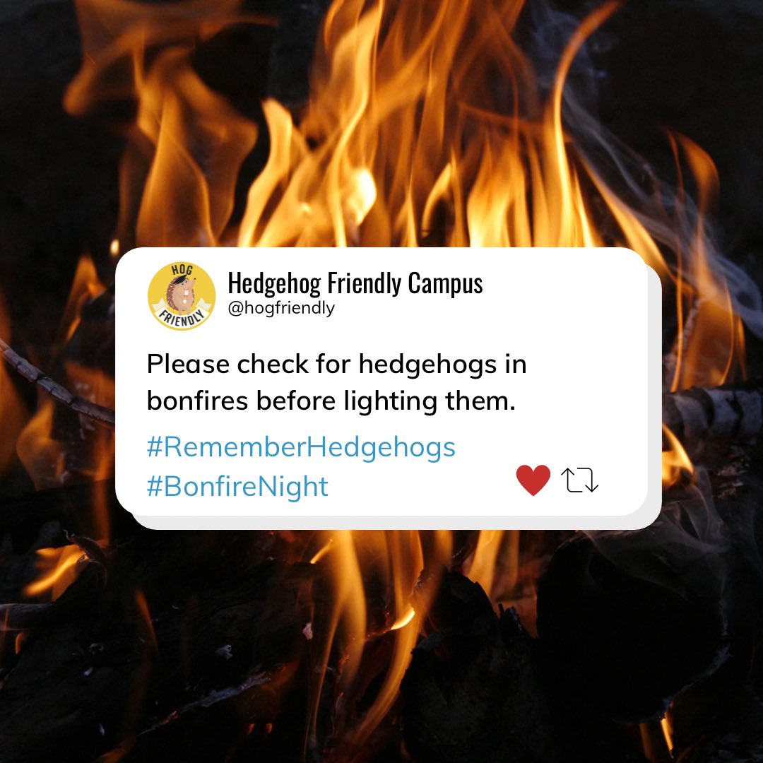 🚨BONFIRE NIGHT HEDGEHOG AWARENESS🚨

If you are doing bonfires this year, please follow advice on how to check for hedgehogs. Only light the bonfire from one side to provide an escape route! 

#RememberHedgehogs #BonfireNight2022