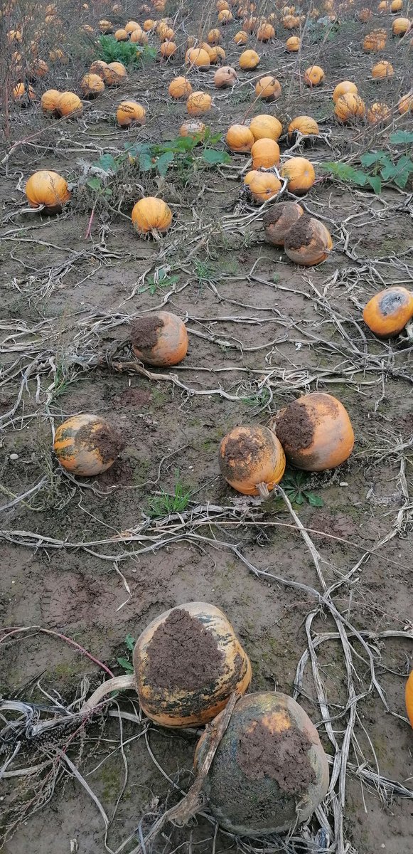 Erfolgreicher Ölkürbisernte mit Untersaat. Ohne Untersaat wäre die Ernte nicht möglich gewesen,da es zu nass war. #SoilHealth #pumpkin #regenerativefarming #organicfarming