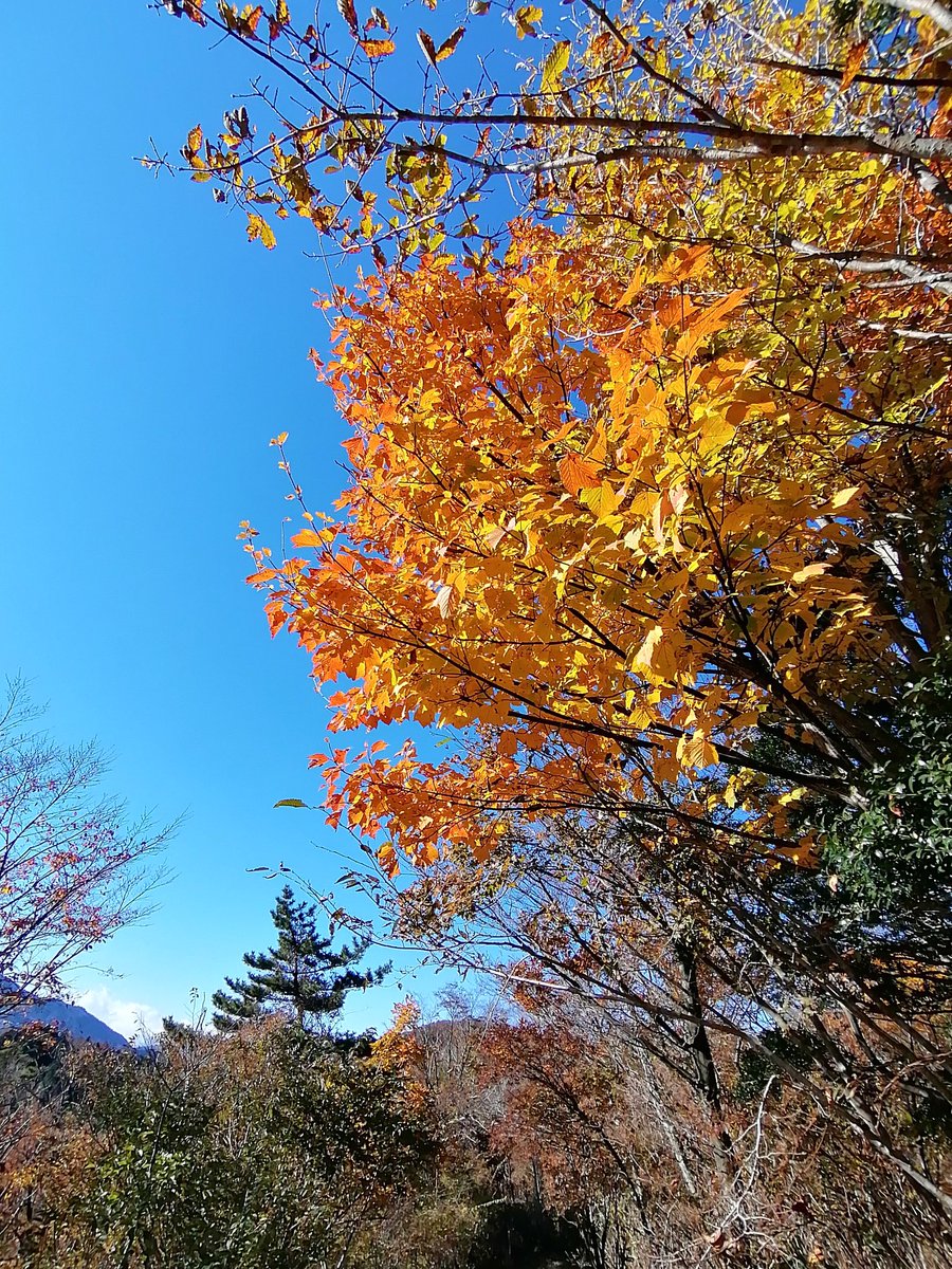 箱根も紅葉です、一昨日11月3日。