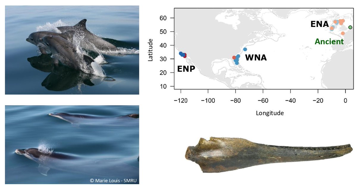 Very happy to share our manuscript “Ancient dolphin genomes reveal rapid repeated adaptation to coastal waters”: biorxiv.org/content/10.110… We use ancient genomes from 8,610-5,626 years BP bottlenose dolphins to investigate the mode and tempo of parallel adaptation.
