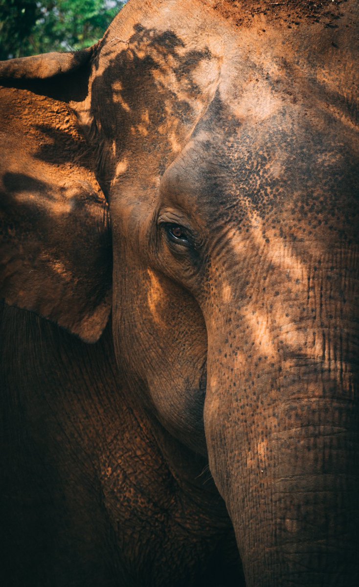 An elephant in a cookware shop can't stand motionless for long... #Bitcoin