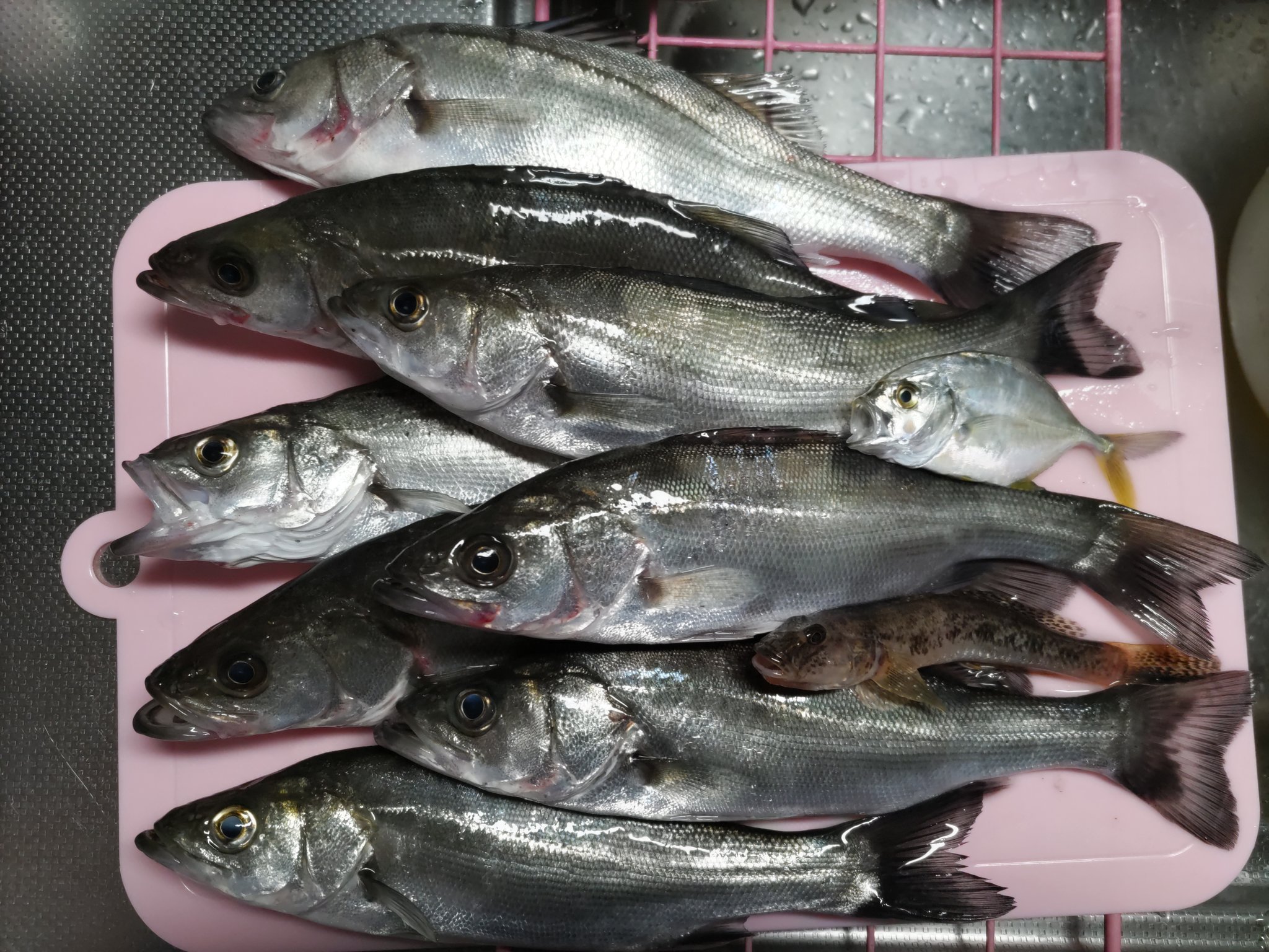 作田川 Twitter Search Twitter