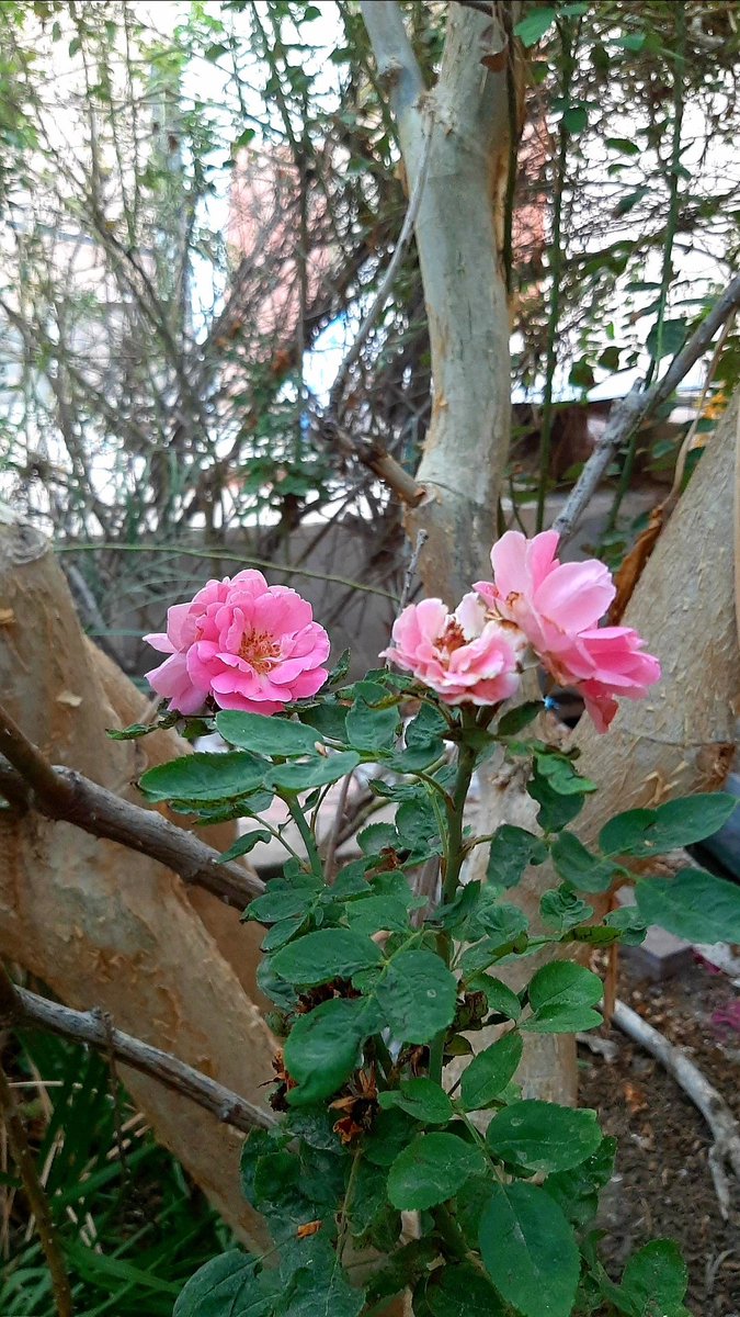 The Manifestations of Nature's Beauty✨
#nature #environment 
#beauty #SDGs