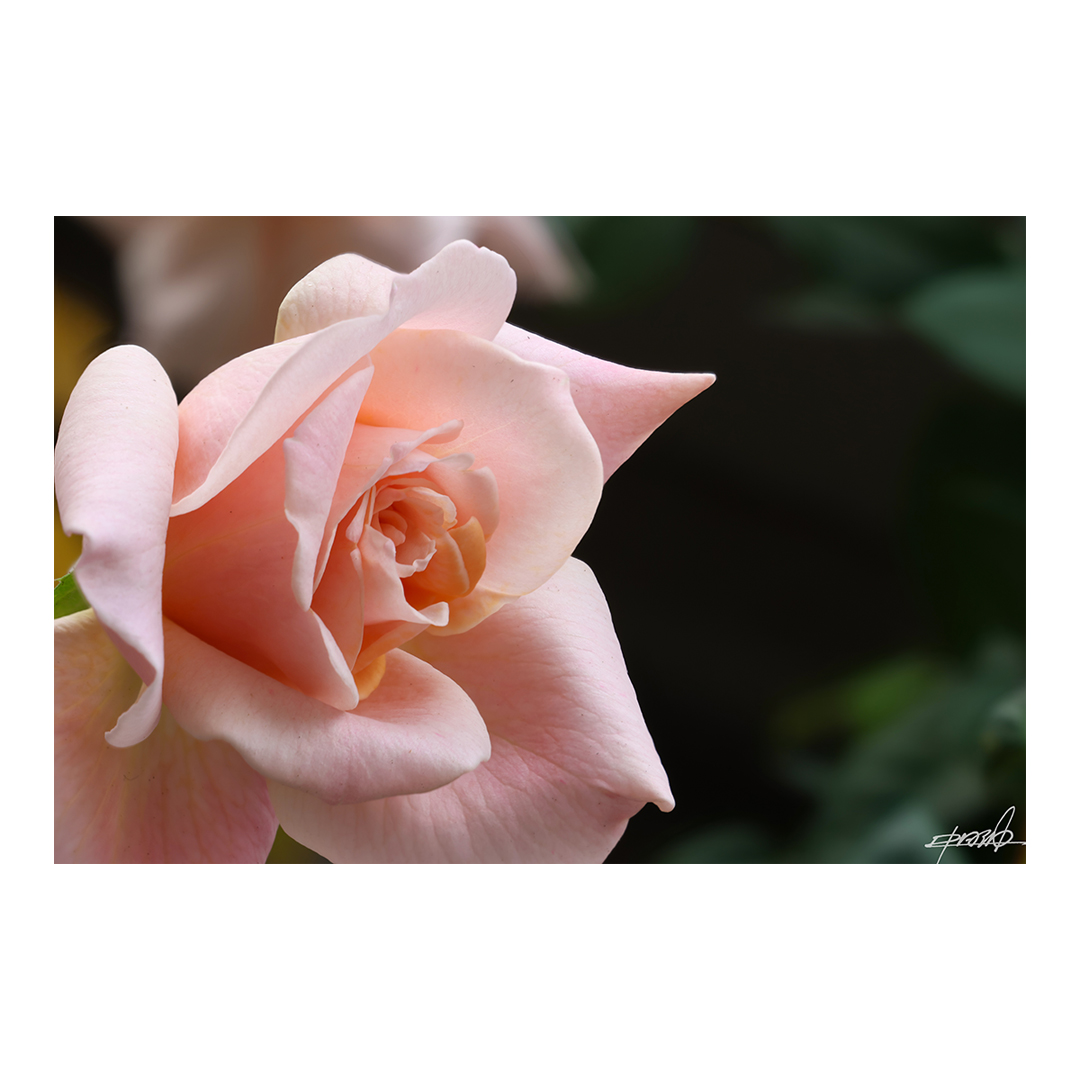 naka_pon's tweet photo. 先日エントリーの今年4回目の開花をした薔薇、本日はキヤノンのカメラで深度合成をしてみました。
#薔薇 #薔薇の狂い咲き
Date : 2022/11/05
CAMERA : Canon EOS R7
LENS：RF100mm F2.8 L MACRO IS USM https://t.co/rLiyBuNlb8