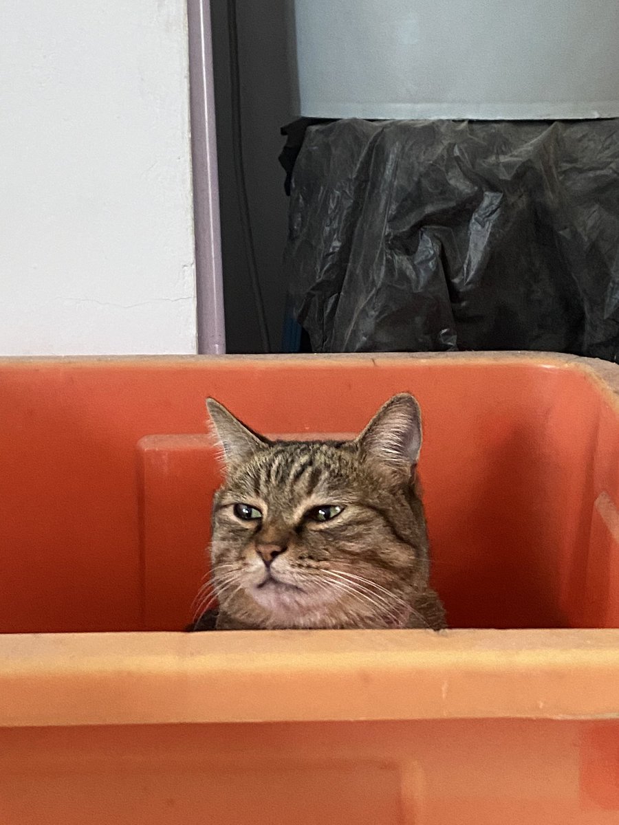 My cute cat