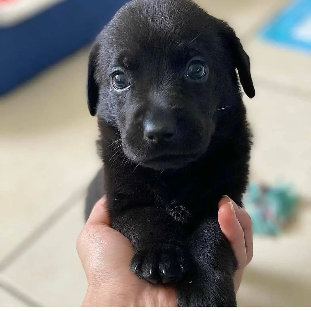 Puppies 🐾 tweet media