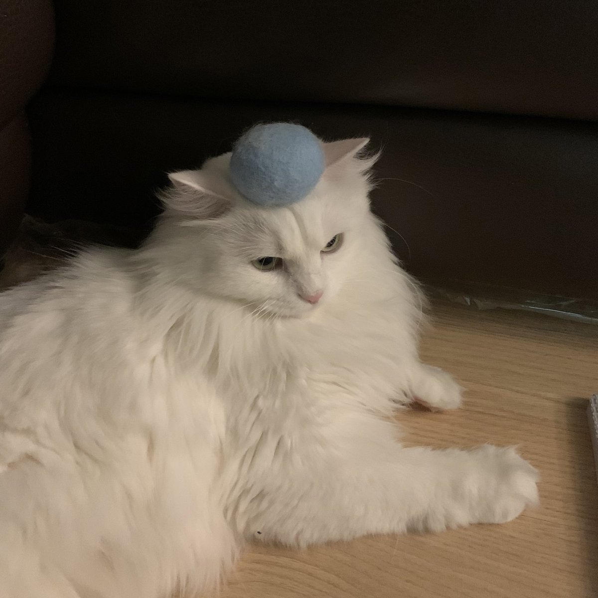 짱백희 tweet media
