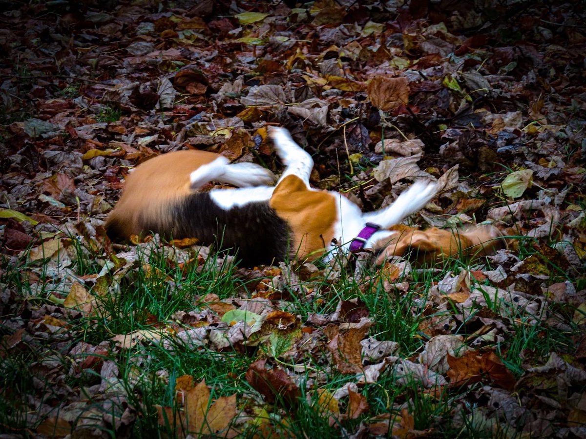 salesjennyrator's tweet photo. Nothing like a roll around in the leaves 😂

#beagle #walkies #hazelhead https://t.co/oF9nLsabq7