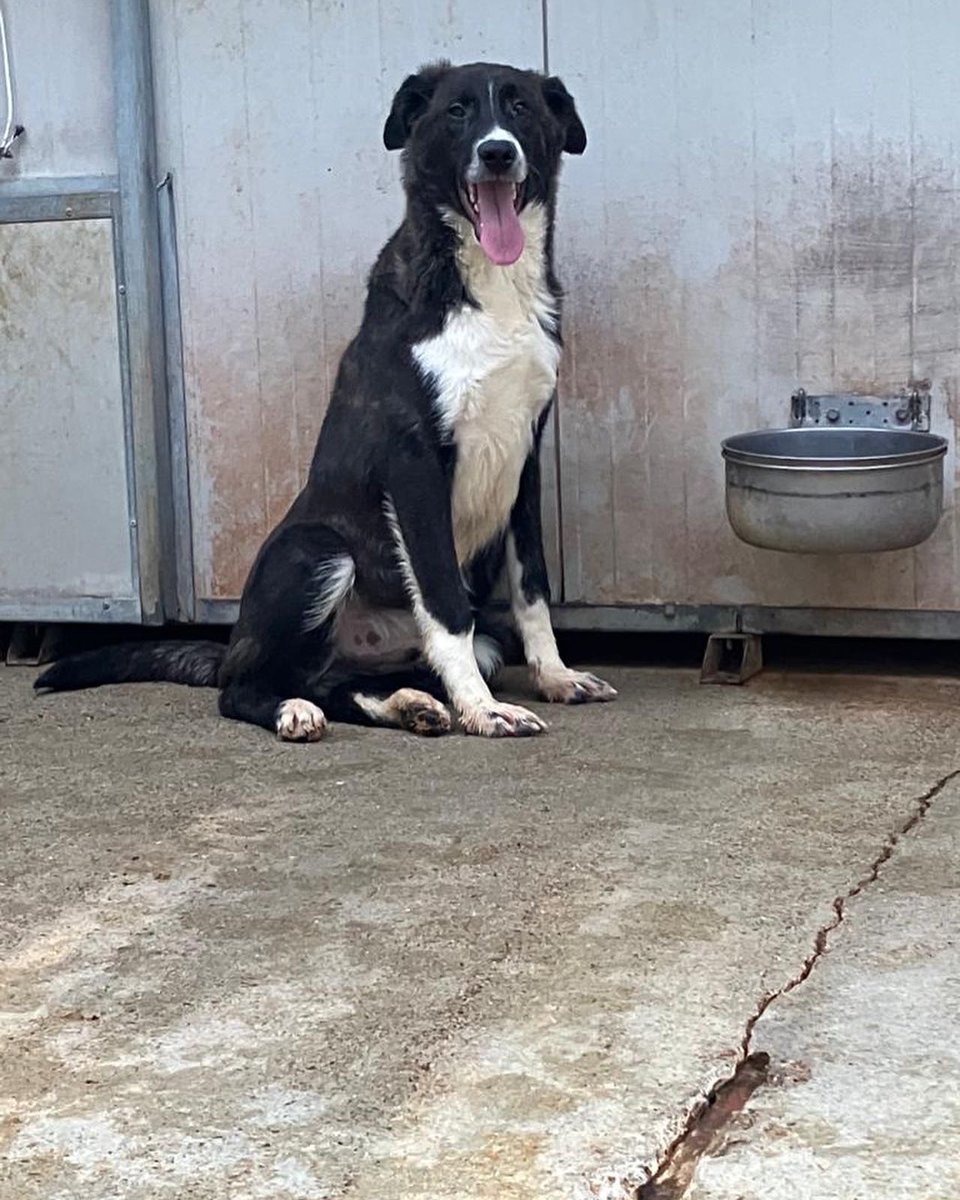 AYKO🆘5 mesi,mah inaspettamente è cresciuto a dismisura;un cucciolone affettuosissimo di taglia grande!AYKO non può essere penalizzato per la sua taglia . AYKO è dolcissimo,manto striato. Amanti delle taglie grandi fatevi avanti 🙏e chiamate il 3289633366 o 3277995741 #adoptme