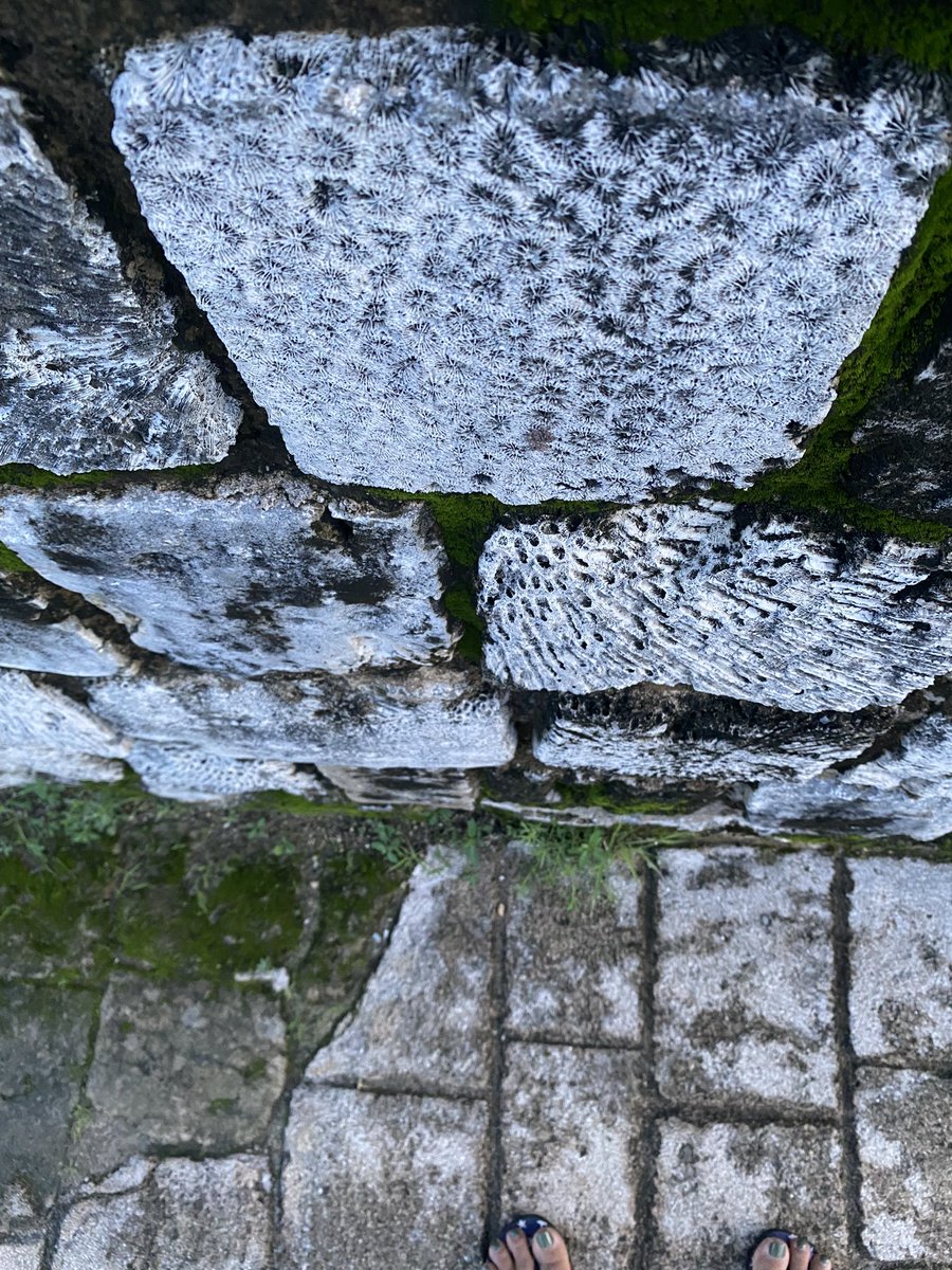 lockwoodraina's tweet photo. Guess what these are! #beautiffulanka #SriLanka https://t.co/5ZFhyN5khZ