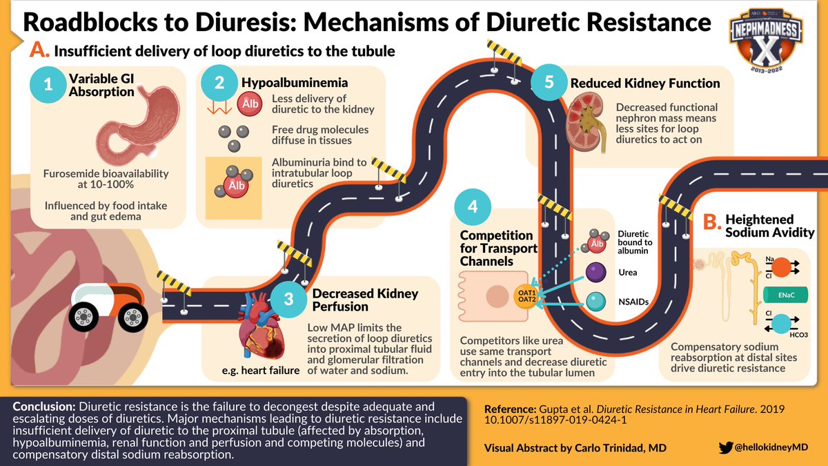 edgarvlermamd's tweet photo. Reposting “Mechanisms of Diuretic Resistance” from @NishaKidneyDoc @HeartDocSadiya @DrFlashHeart

🎨 Infographic by @hellokidneyMD - Winner of @NephJC @CJASN #VisualAbstract of the Year 2022

#KidneyWk #Nephpearls

👉🏼 https://t.co/ewGt8ZT8RY https://t.co/V6oL5h77aM