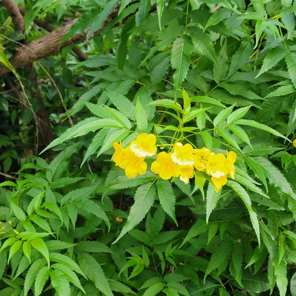 graysonwolfe's tweet image. Some flowers of the #USVI