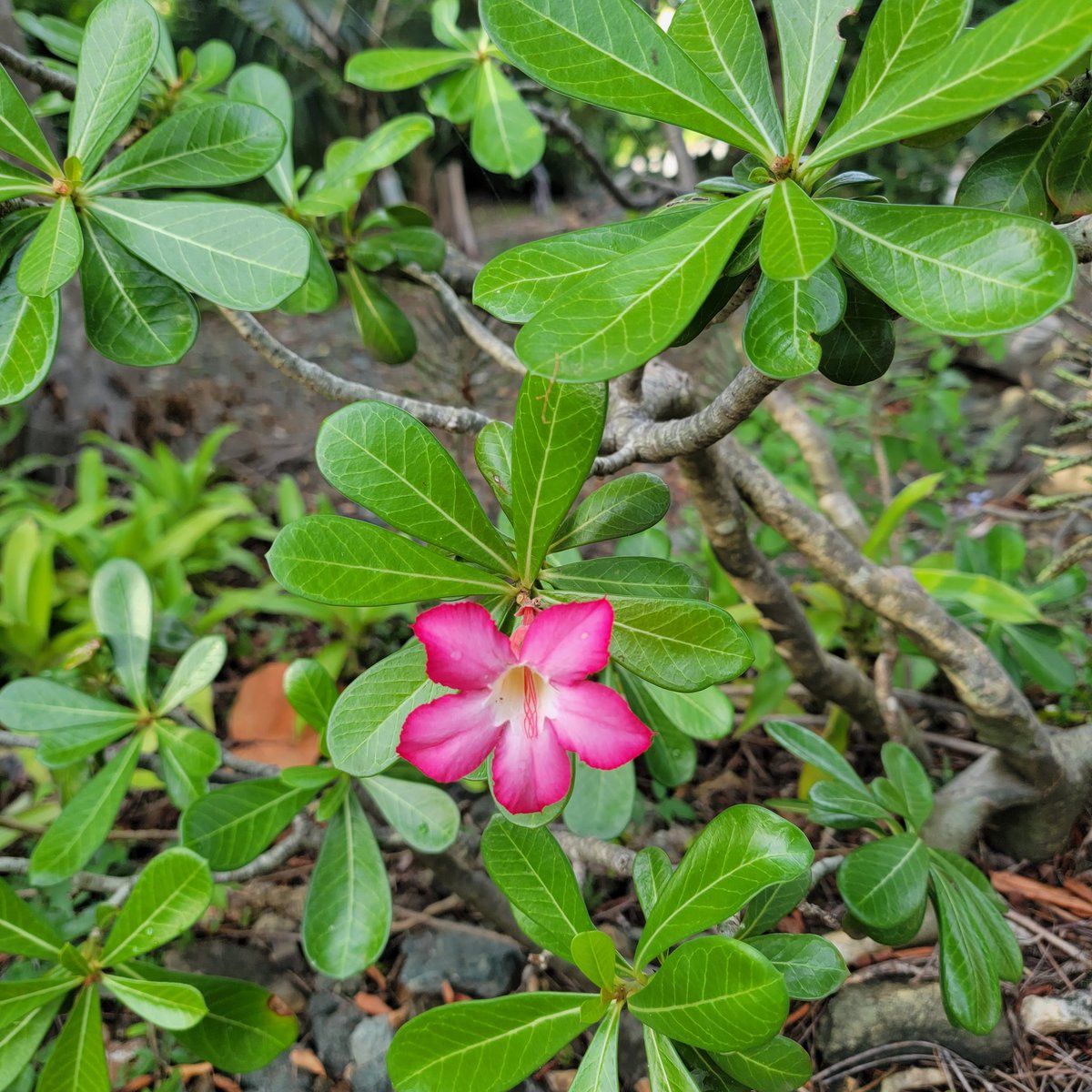 graysonwolfe's tweet image. Some flowers of the #USVI