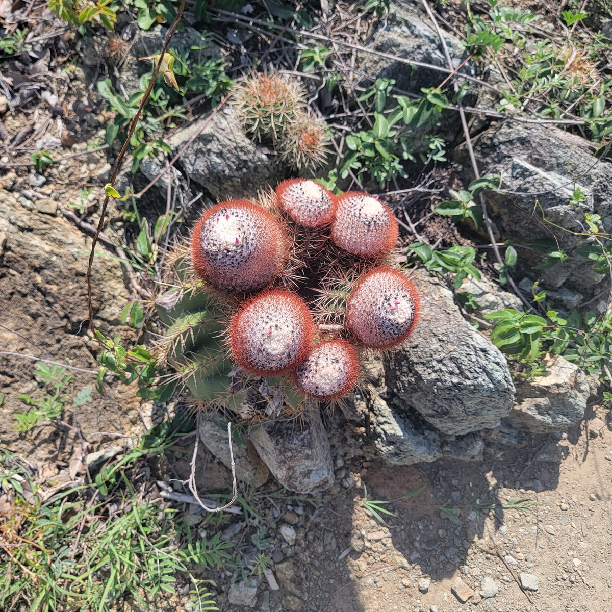 graysonwolfe's tweet image. Some flowers of the #USVI