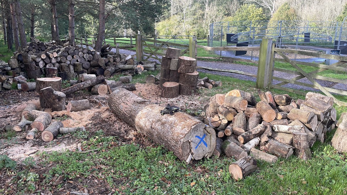 GotwickEstate's tweet image. Trying to keep up with log processing. Nearly on top of this batch. 🪵 

#countryestate #eastgrinstead #englishcountryside #farmscape #farmland #sussexcountryside #logs #logsplitting #firewood