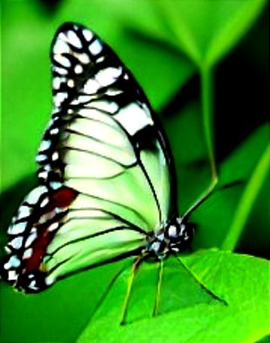 yesh039's tweet photo. Black&amp; White Butterfly #butterflies #insects #AI_art #digitalpainting #digitalart #DigitalArtist #digitalartwork #AI_assisted https://t.co/ZQ3nJtwEh3
