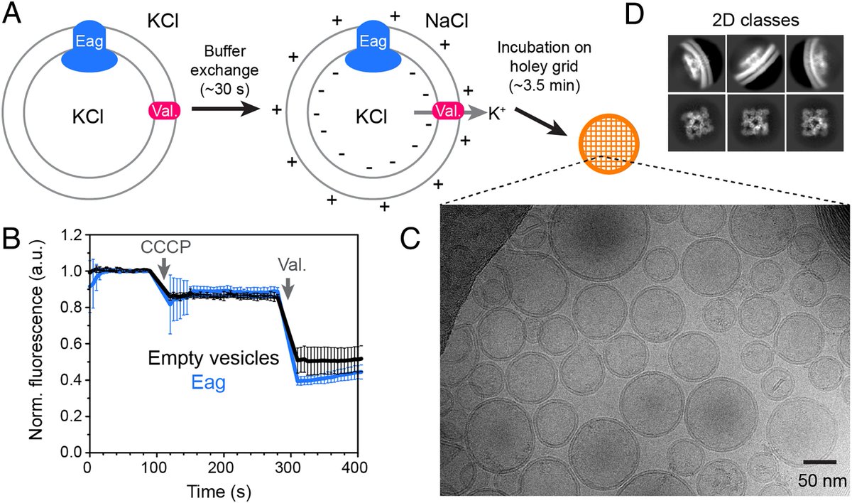 Cryo-EM structure of a voltage-gated ion channel in polarized vesicles. Super cool work from my colleague Shiva in the MacKinnon lab!
pnas.org/doi/10.1073/pn…