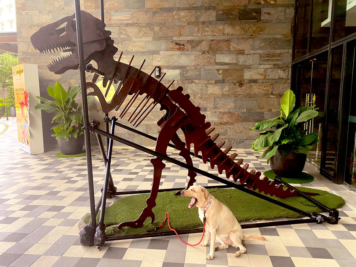 BellaExplora's tweet image. Who has the louder roar?? 

Score: 
Bellarator - 1
T-Rex - 0