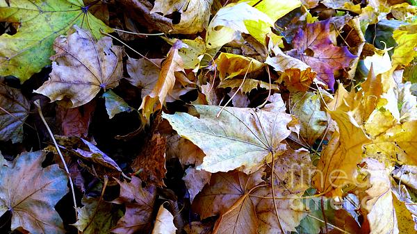 New artwork for sale! - "Leaf It Up To Me" - fineartamerica.com/featured/leaf-… <a href="/fineartamerica/">Fine Art America</a>