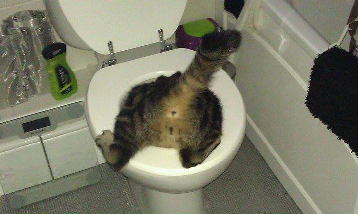 Turgid1M's tweet photo. On #Caturday Hire Your Cat To Clean The Toilet #TipsToSaveMoney https://t.co/BU6CTrBEZw
