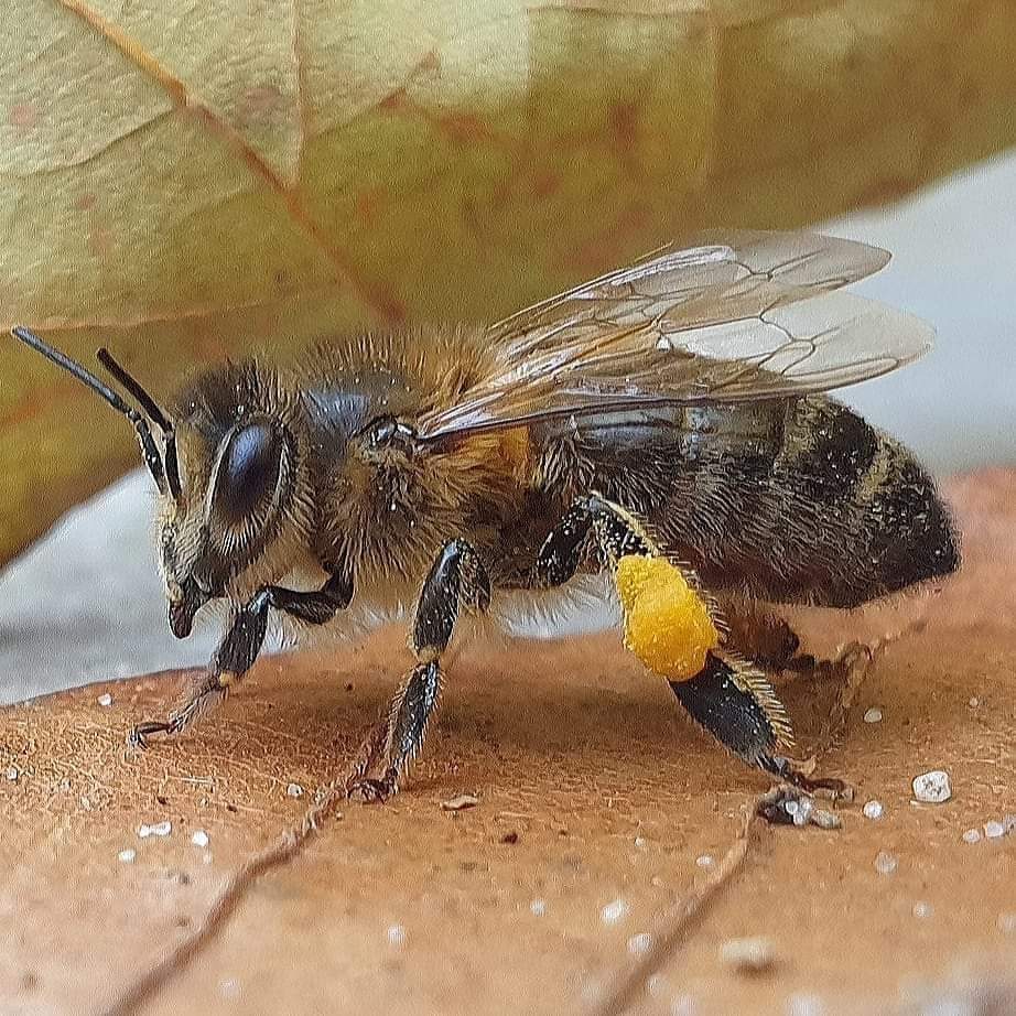 Vanaf morgen op de zondagen in november weer een overzicht van mijn mooiste foto's van de honingbij. Vandaag alvast een voorproefje #bijen #honeybees #bees #honingbijen #pollinators #heemstede