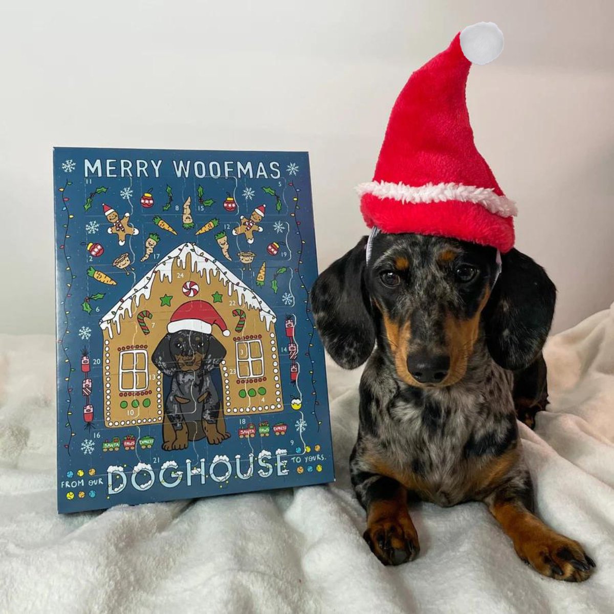 Our dog advent calendar is OUT NOW! Stuffed with lots of meaty sausage treats, perfect for the countdown to Christmas day with your four legged friend. PLUS it's made from 100% cardboard and has zero plastic, making it a great eco option🐕🎅
doghouse.co.uk/products/dog-a…