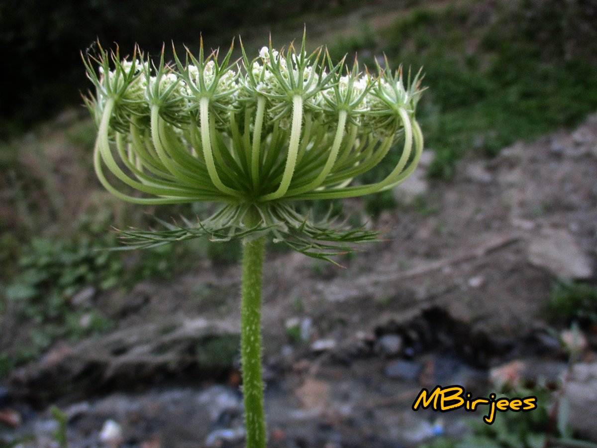 Maimoona Birjees tweet media