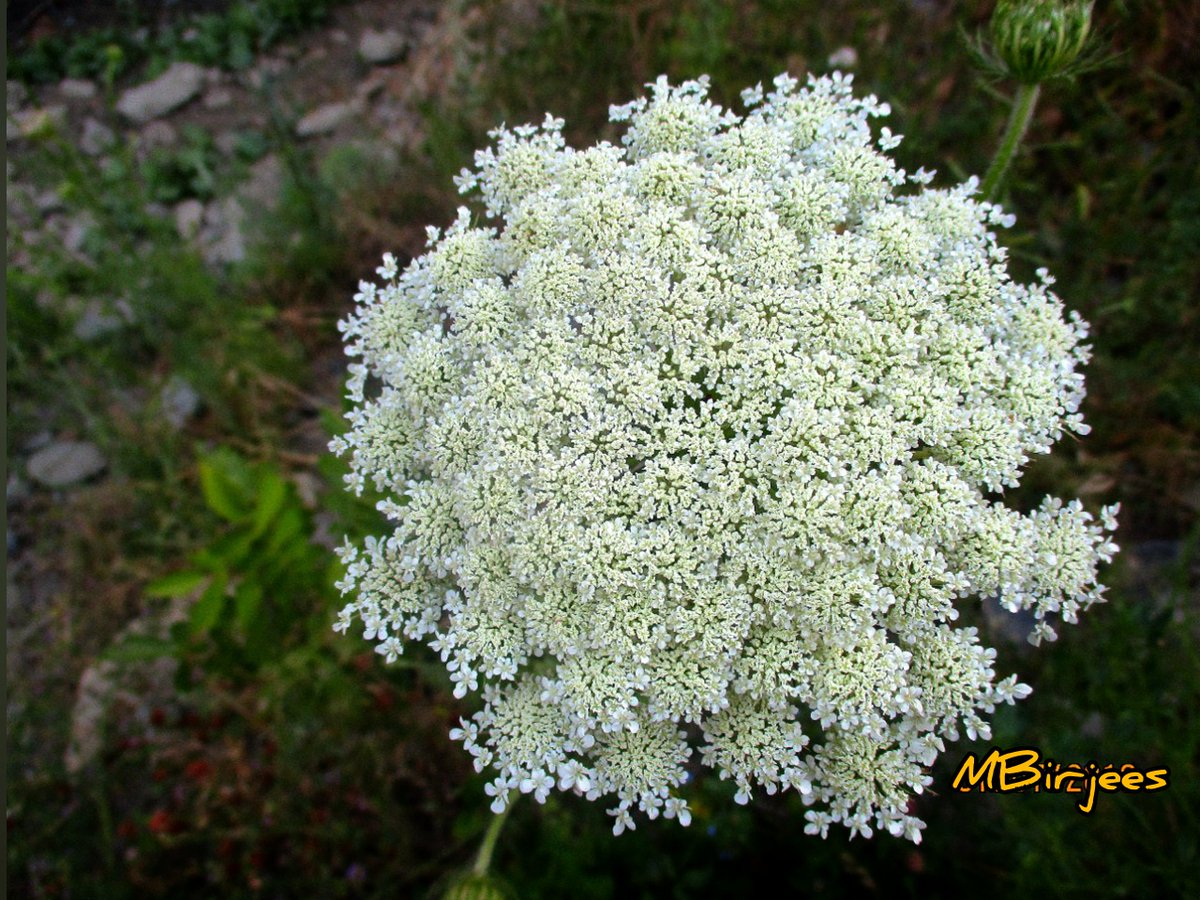 Maimoona Birjees tweet media