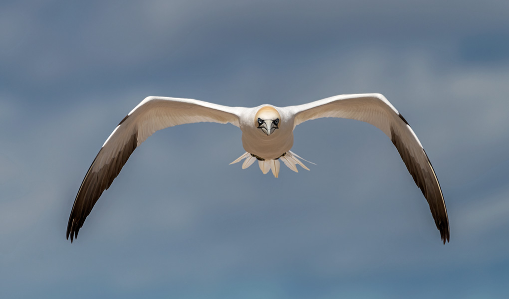 KarpanParkland's tweet image. Northern gannet in flight near #Perce Quebec. #quebecmaritime #quebecbythesea #tourismepercé  #gaspesie #thephotohour #birdphotography #TMACtravel #ExploreCanada @Quebecmaritime
