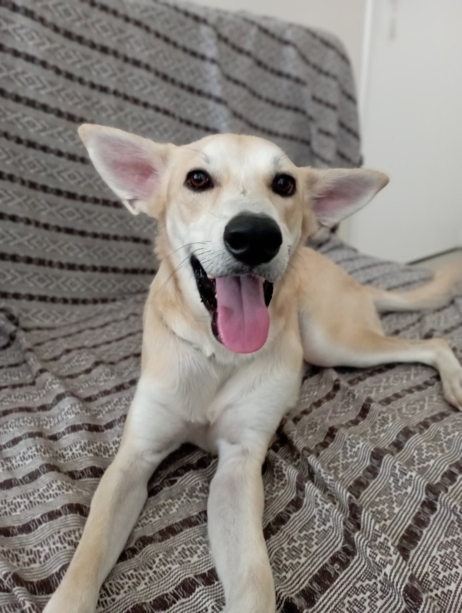 _diamondsea_'s tweet photo. @podrechic É meu viralatinha magrelo 💞  parecendo labrador pq não dá p ver as orelha de morcego KKKKKKKKKK https://t.co/Eq8sEP2QkH