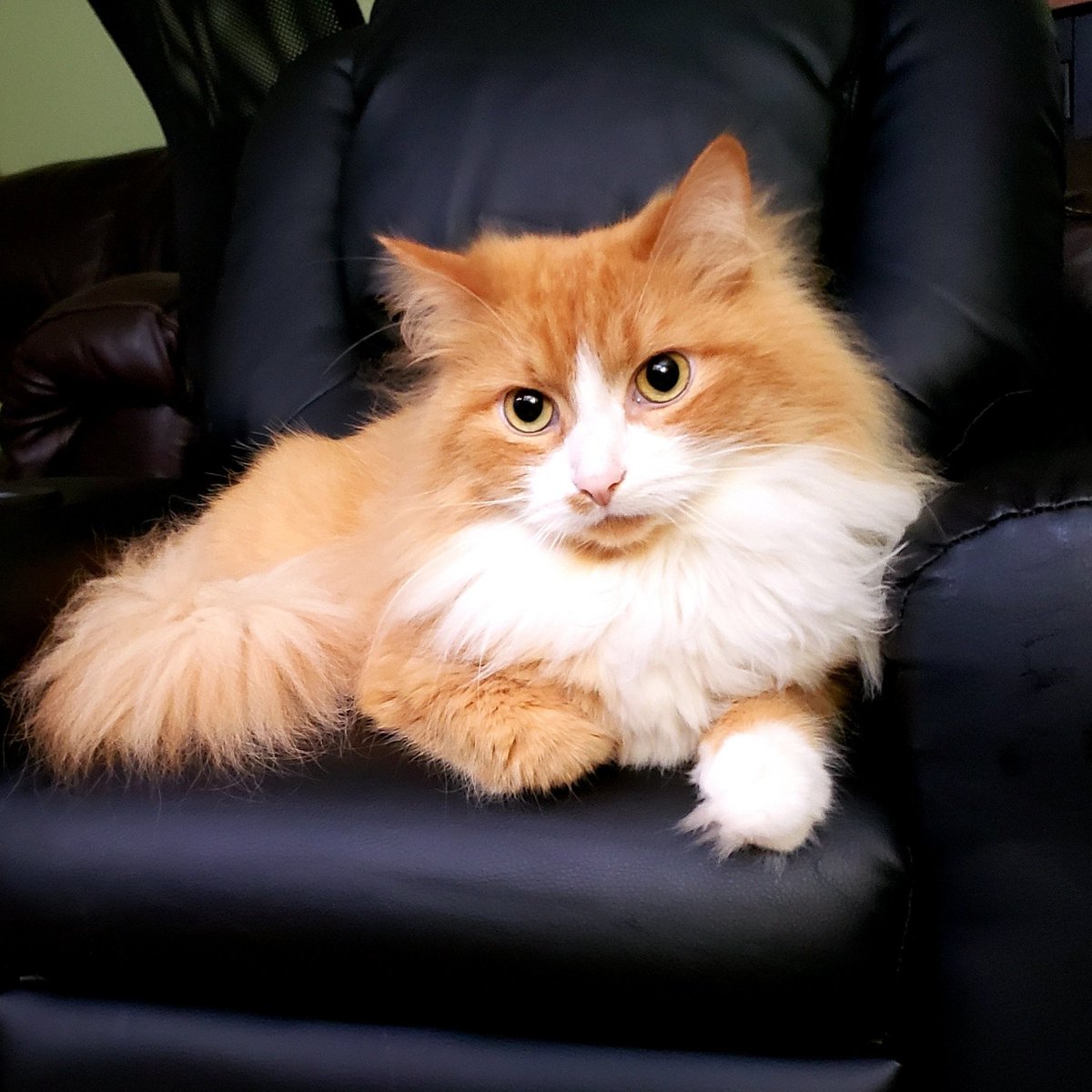 EmmyZENcat's tweet photo. Happy Cozy Caturday Friends!! This lounge chair is just my size 🐾🐈 #caturday #cats #CatsOfTwitter https://t.co/zGH711eztv