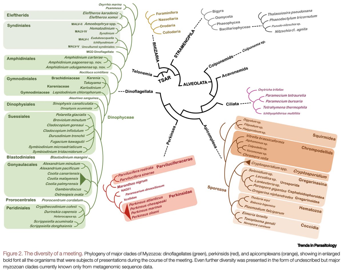 RossWaller3's tweet photo. If you missed you Roscoff #CJM4 #Apicomplexans & #Dinoflagellates Comparative Biology meeting, but want a taste of the breath of common characters and parallelism explored & the diversity of organisms discussed, check out the meeting report.
https://t.co/5yIQV20lKs https://t.co/XDVZHbWYXe