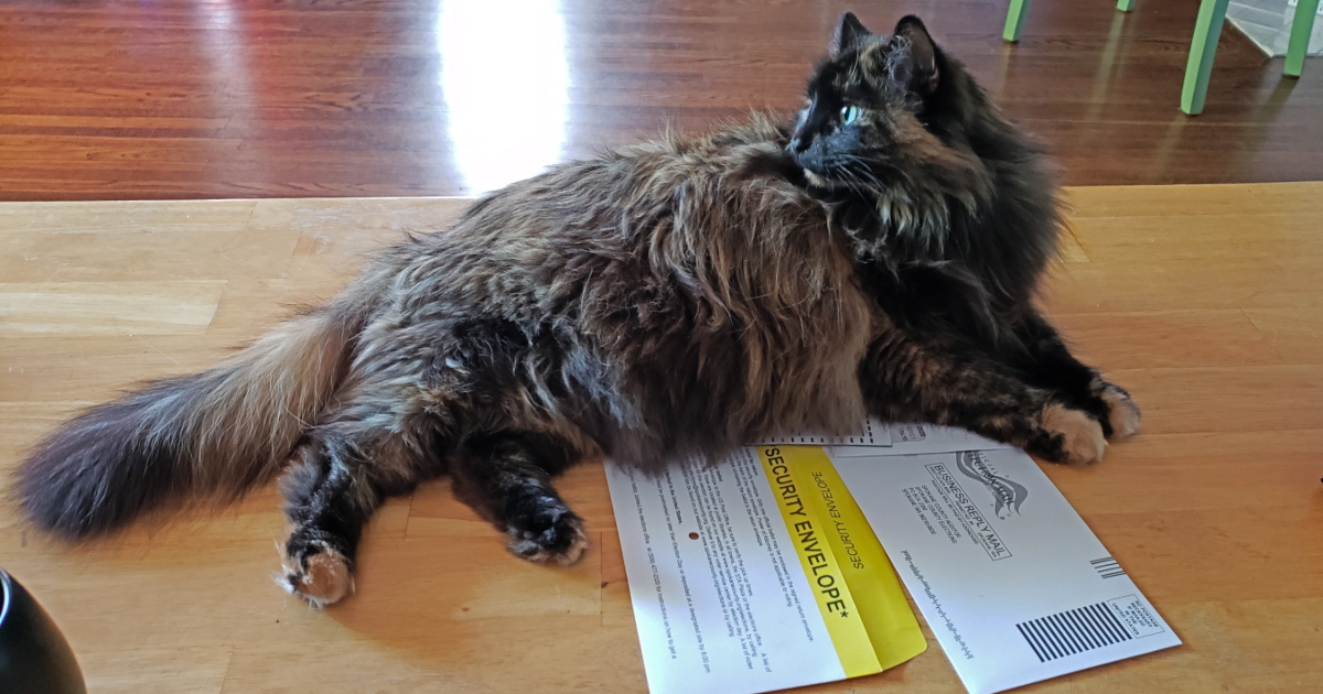 Lost your ballot? 🐱 The Elections Office is open 8:30 - 4:00 Saturday Nov. 5th to help! spokanecounty.org/201/Voter-Serv…

Road construction 🚧 season is still here but you can access Gardner Ave from the West on Adams St.