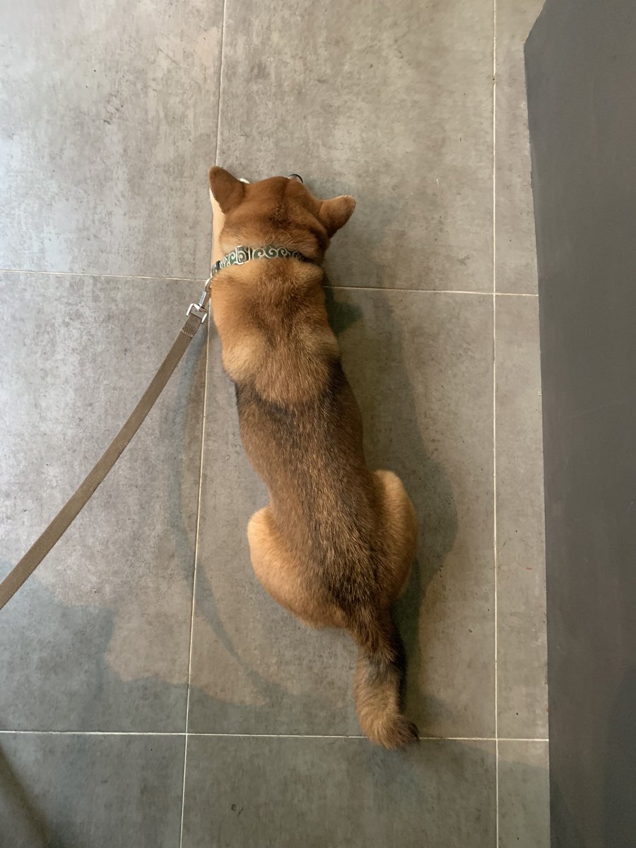 shibainuinparis's tweet photo. Pistache is small but long うちの柴犬は長い https://t.co/iX9vyHTDcM