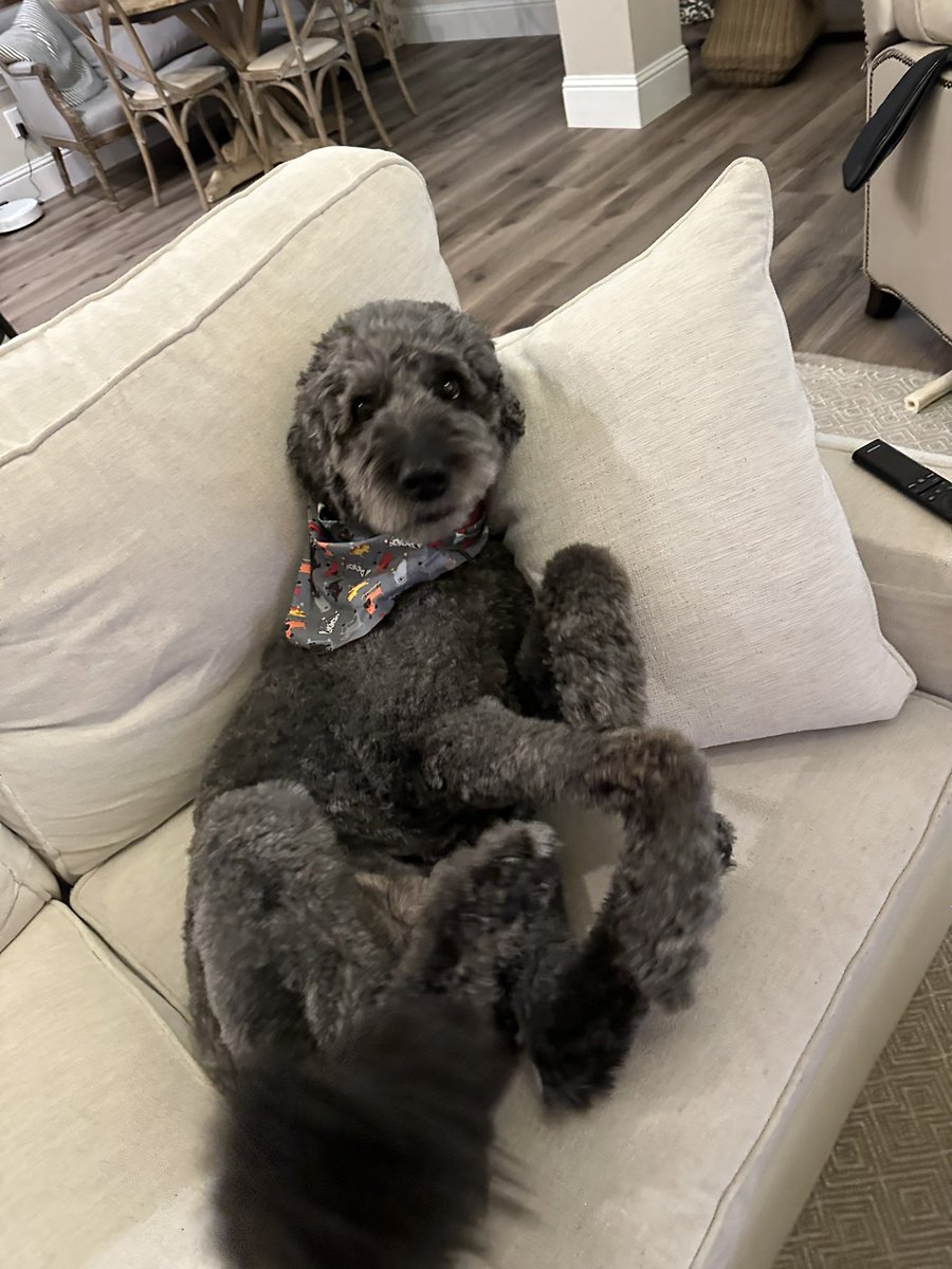 odieAF's tweet photo. today feels like a great day to cuddle the doodle and listen to t swift.  and drink 7-10 IPAs. https://t.co/99F0jTm7AR