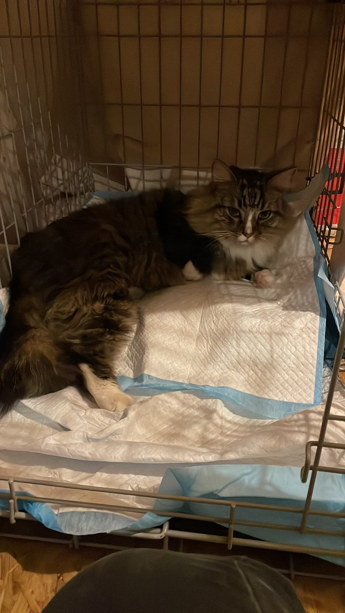 I have a very poorly Silas 🐈‍⬛.3 things contributed to his RTA. My quiet Rd used as a diversion, as the Wylam Rd is closed, so now super busy, the clocks changing so traffic times suddenly very different &amp; 🎆🎇going off at random times. Take extra care of those fur family tonight