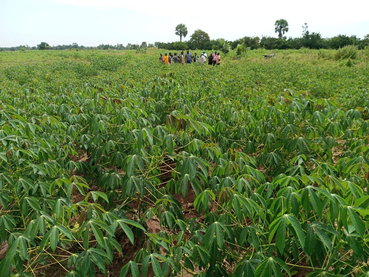 GodwinAtser's tweet photo. During the progress review meeting, the @IITA_CGIAR managed #BASICS_II project seeks collaboration with @SAA_africa to scale out the cassava seed system model (#BASICSModel) to new geographies https://t.co/FlQDhqopmK