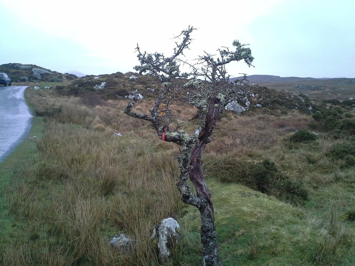 Putting Their #Faith in the #Fairies: BBC #NorthernIreland’s Fascination with the ‘Wee Folk' by <a href="/PortiaWoods/">Portia Ellis-Woods</a> buff.ly/2q9Tl9M