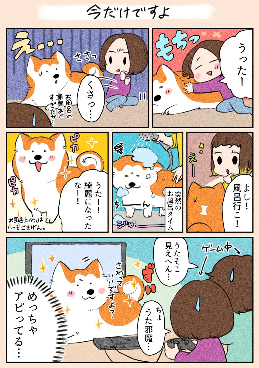 うたはお風呂で洗っている時はおとなしくなるので、とても助かっています(笑)

#漫画がよめるハッシュタグ 
#秋田犬 