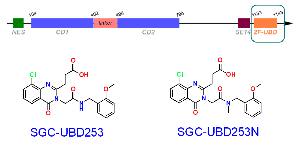 target2035's tweet photo. #chemicalprobe #openscience
@thesgconline in collaboration with Professor Mark Lautens developed a first-in-class chemical probe for #HDAC6 #ubiquitin binding domain. @chemuoft @MarkLautens @BijanMirabi @labscribbes https://t.co/sTdWC3arhM . https://t.co/vbonMz1wLO