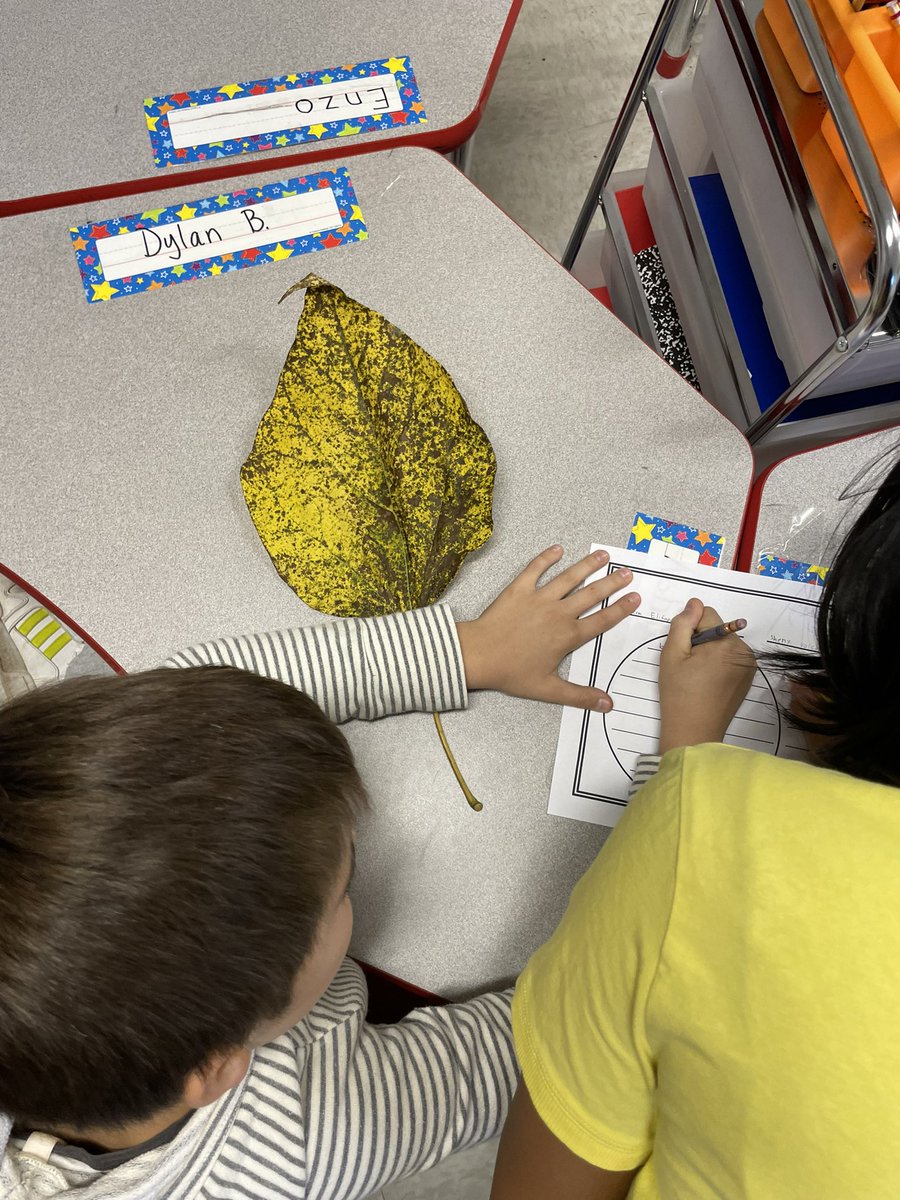 Miss_Manno's tweet photo. HELLO FALL!!! Comparing and Contrasting leaves! https://t.co/CKPf5YOPkB