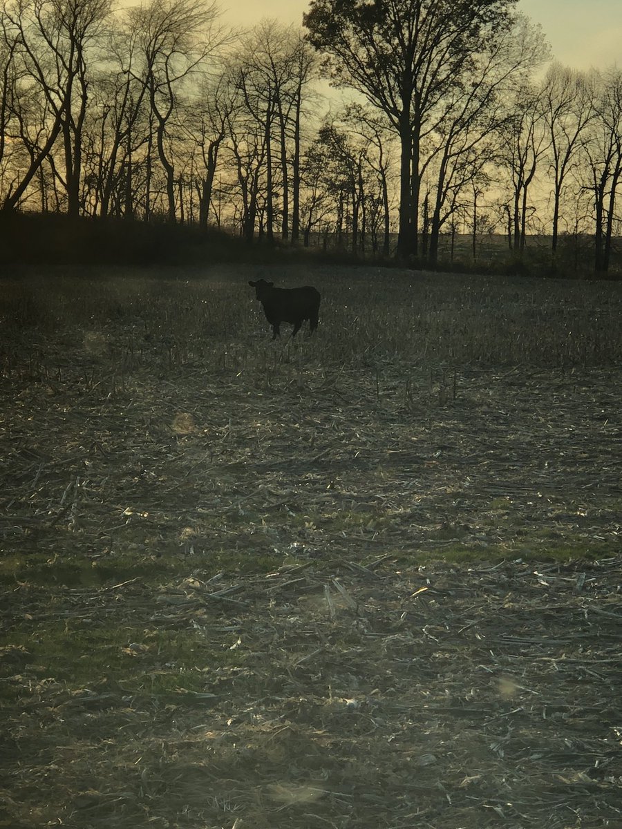 Interesting looking deer?