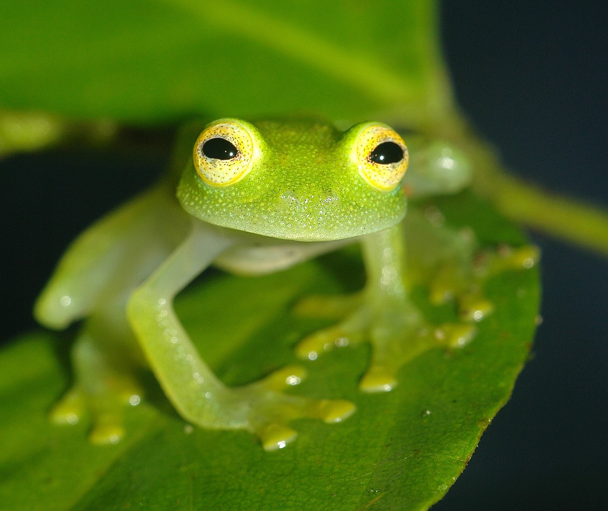 Hyalinobatrachium Dianae