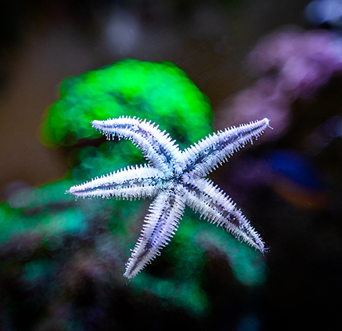 ReefChasers tweet picture