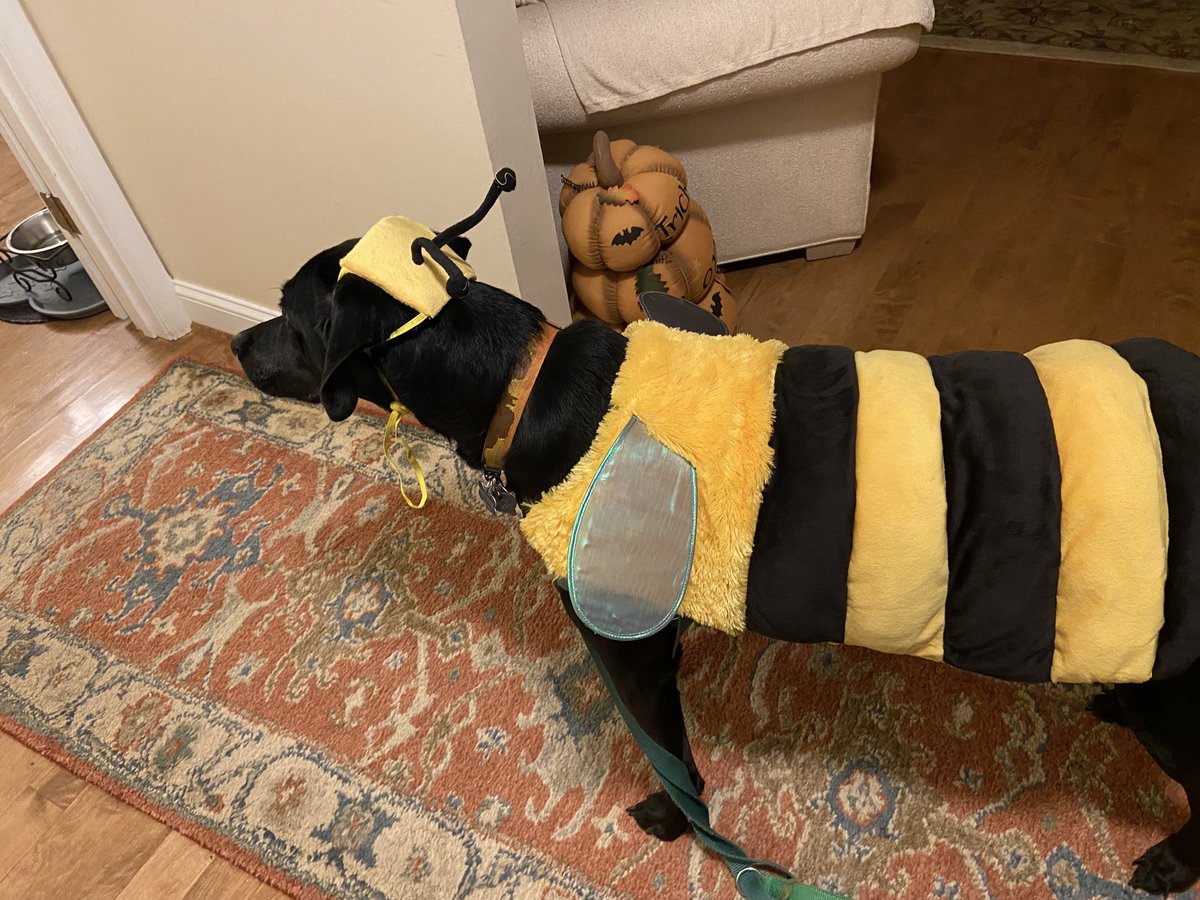 VaDOTNOVA's tweet photo. Sandra (District Admin):
Maverick: I float like a butterfly, sting like a bee!
#PetsOfVDOT https://t.co/hMylySAodp