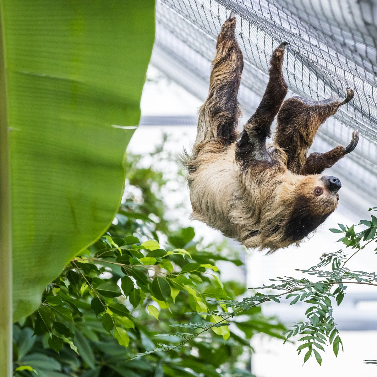 Happy birthday to Scout the Linne’s two-toed sloth, who turned 9 this week! Wishing her a full 20 hours of sleep for her special day!

Learn more about these super slow sleepers: bit.ly/3EMZOPg
